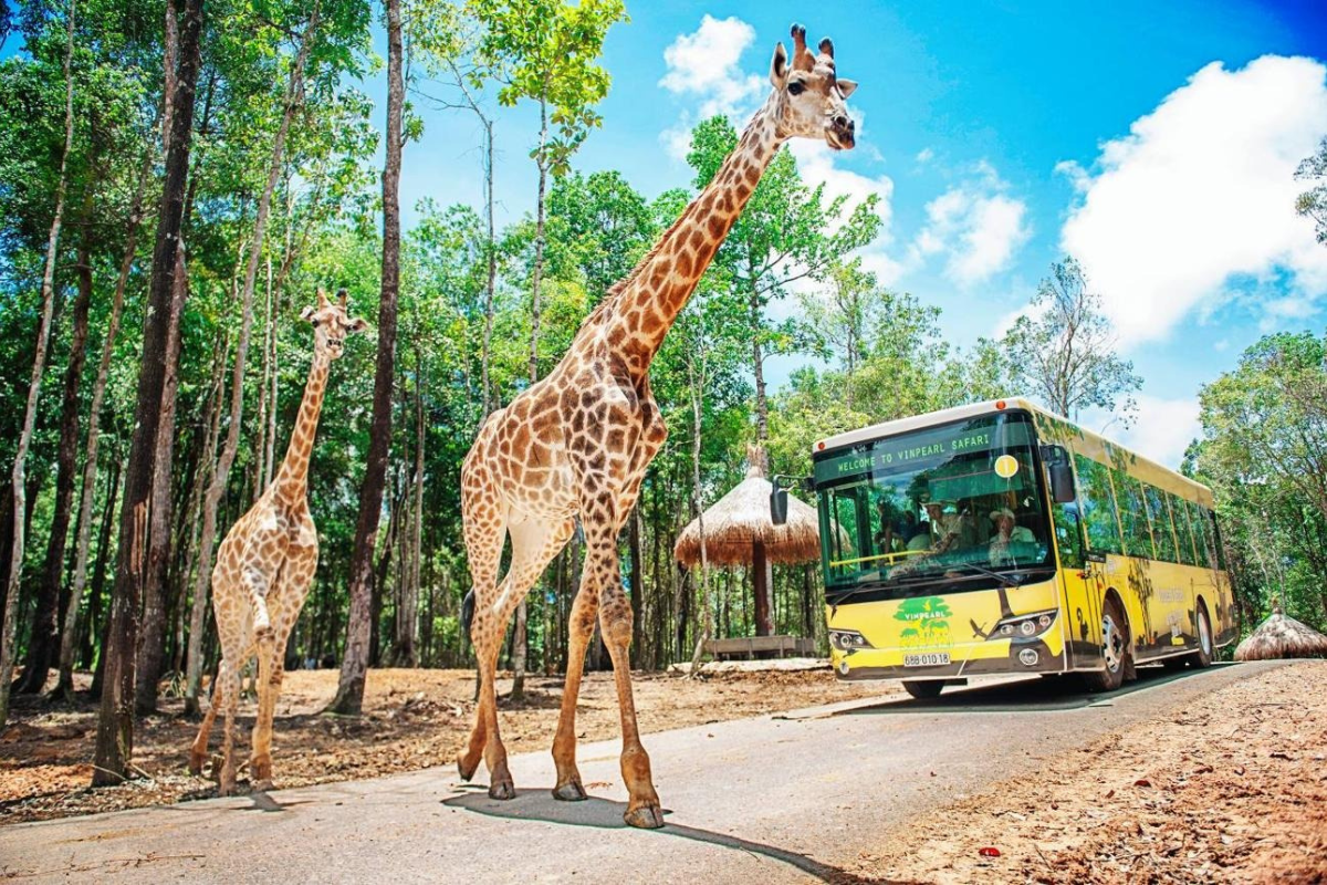 Vinpearl Safari Phu Quoc：在半自然环境中探索野生动物世界